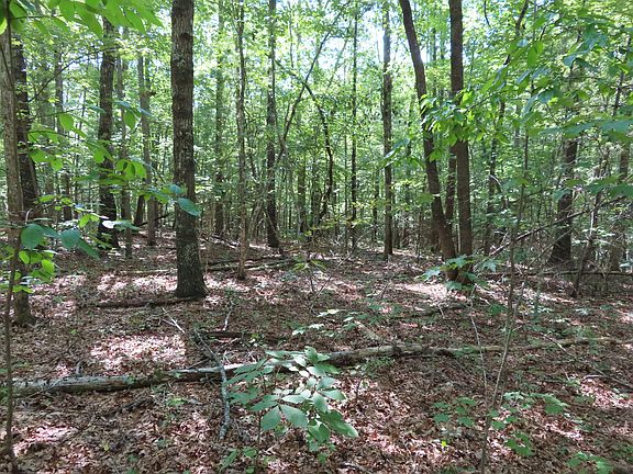 3rd image of S Fork Dr