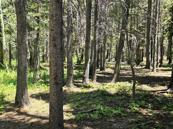 Deer, Idaho Springs, CO 80444