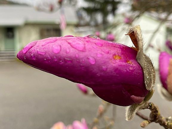Tulip magnolia blossom 