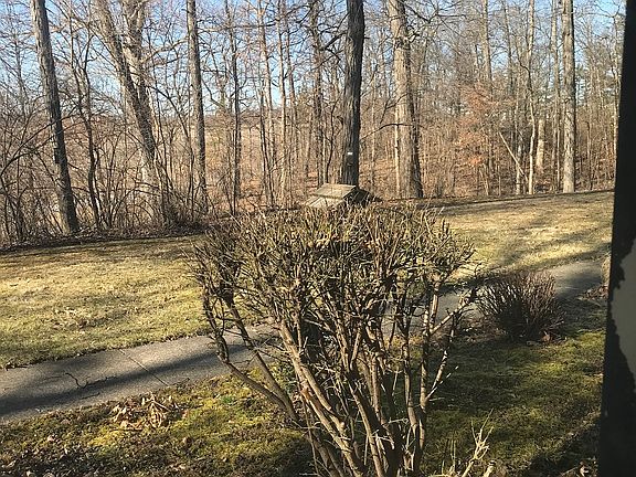 Pileated Woodpecker_Flicker