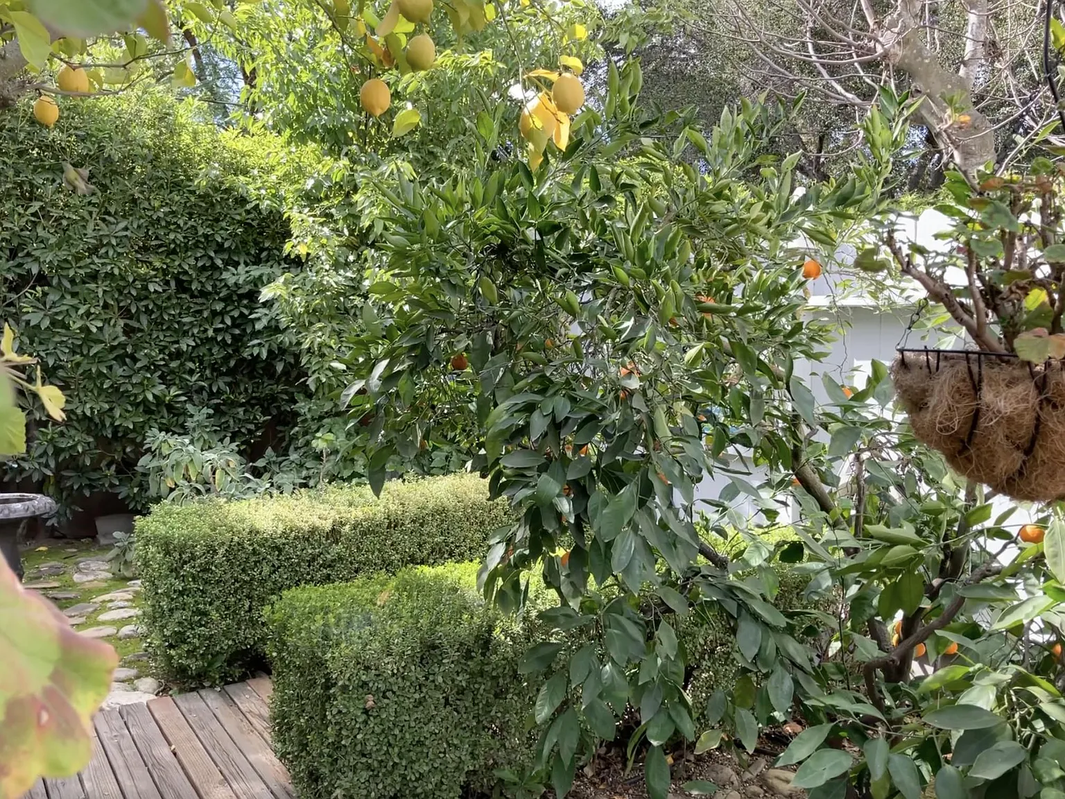 W Aliso St, Ojai — Photo 4
