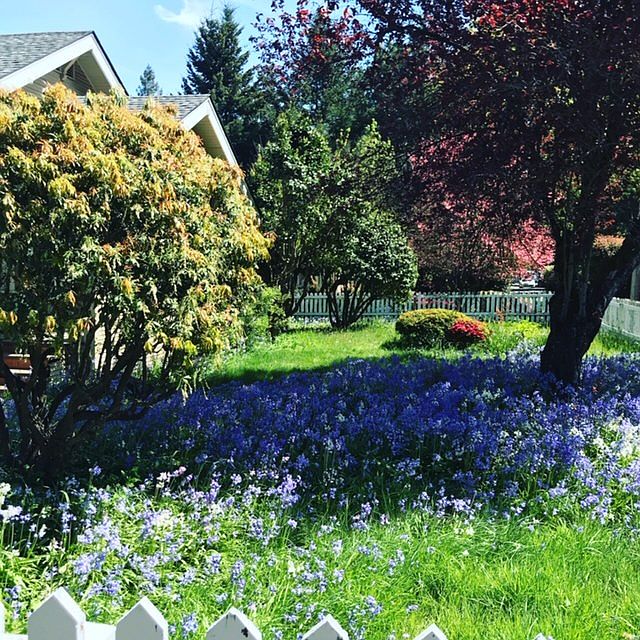 Blooming out in the spring:)
