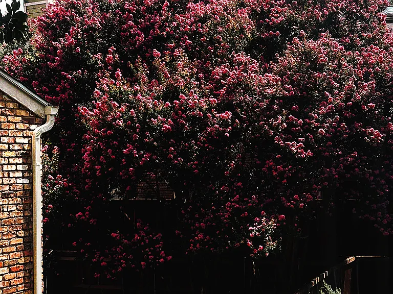 Gaston Ave — Photo 22