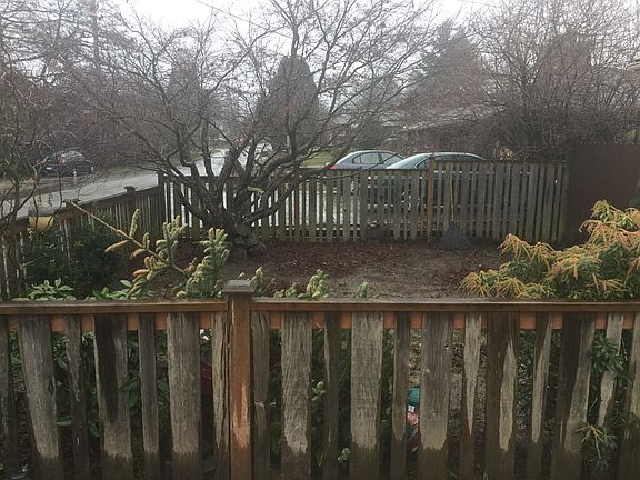 Front Yard- Tree maple 
