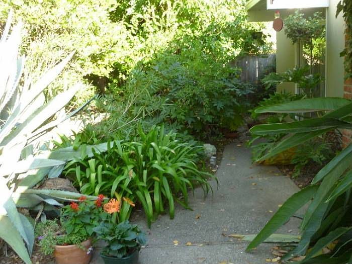Lush Backyard Greenery