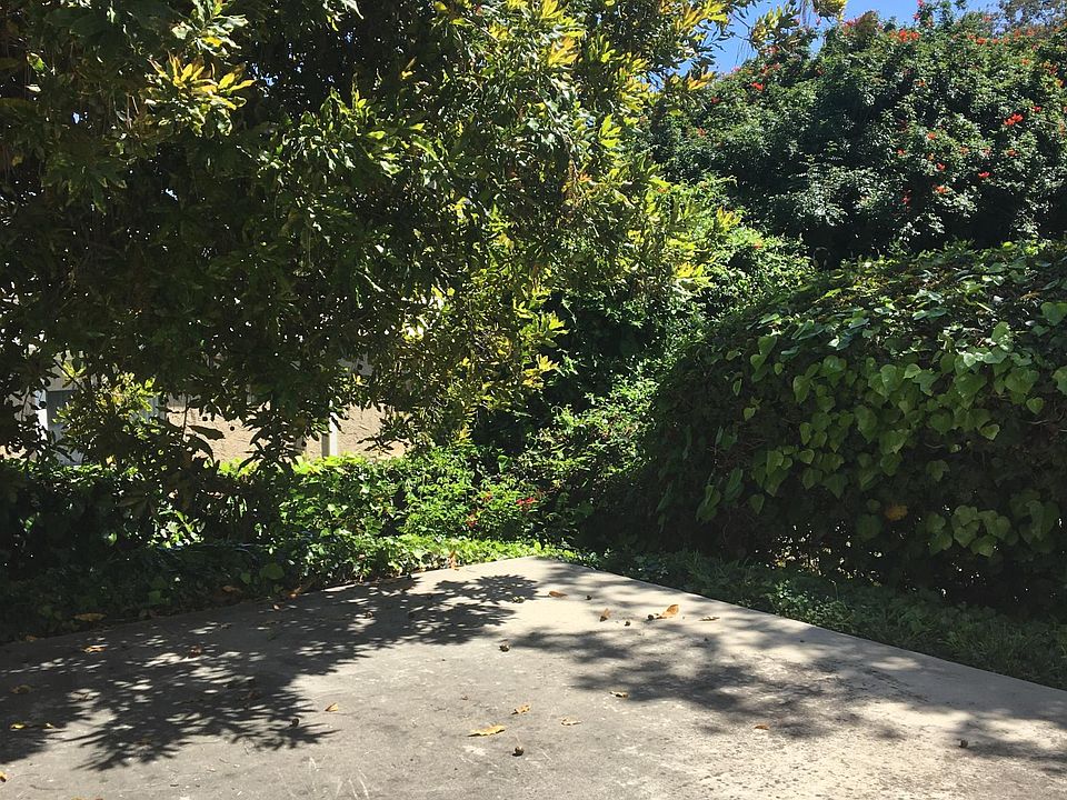 Private yard with macadamia nut tree