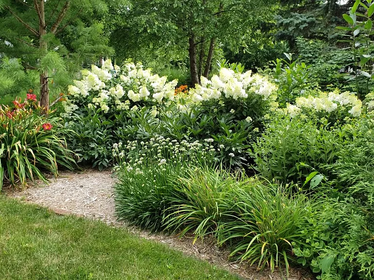 landscaping in backyard