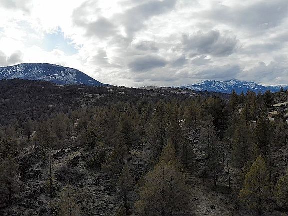 Views from drone over trees