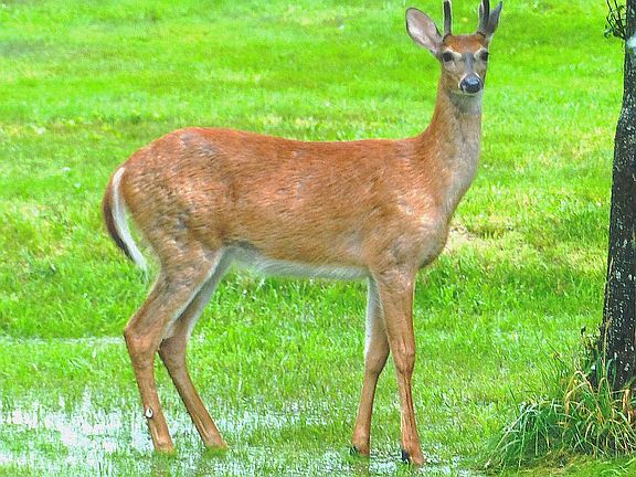 Juvenile buck from porch win