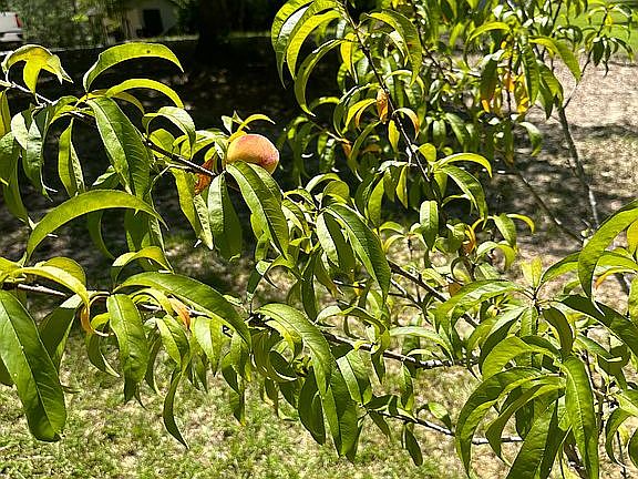 Peach Tree