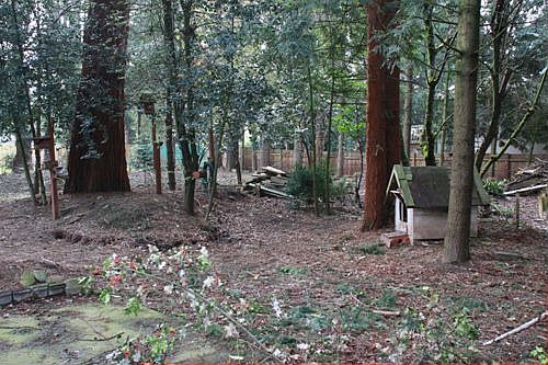 back yard