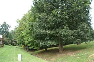 5th image of 501 Royal Gardens Ct