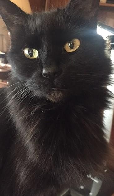 Cat friendly!