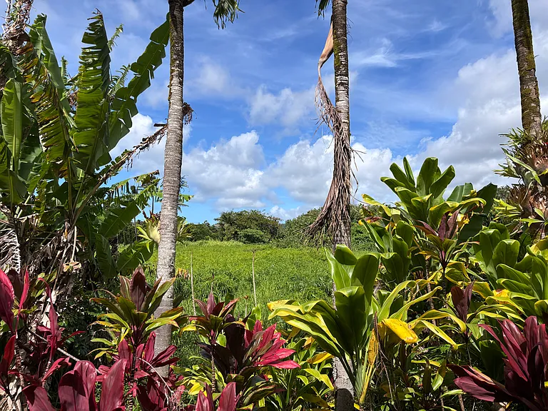 View from the lanai over the fish ponds to the east