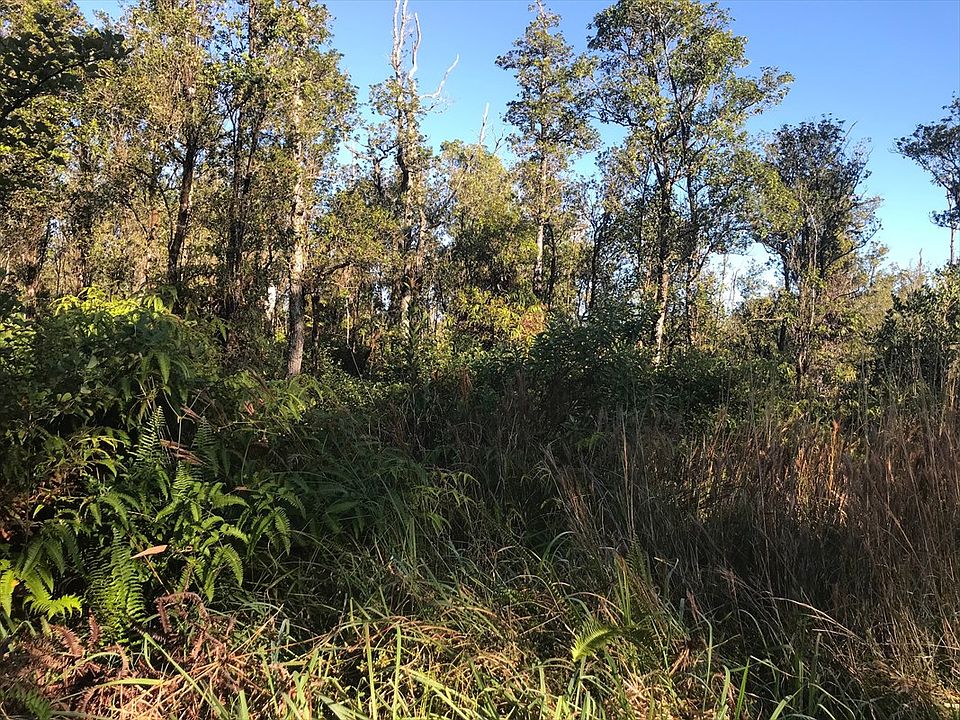 1st image of Jungle King Lot 55