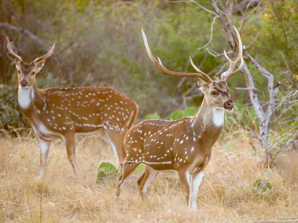 LOT 29 Vaquero Pass LOT 29, Boerne, TX 78006