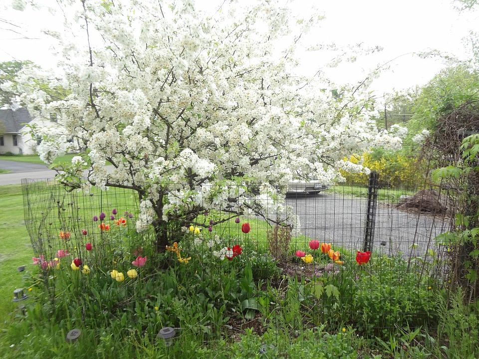 Front garden