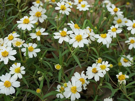 Blackfoot Daisy - Front Yard