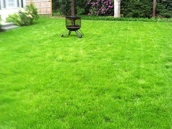 Front yard 