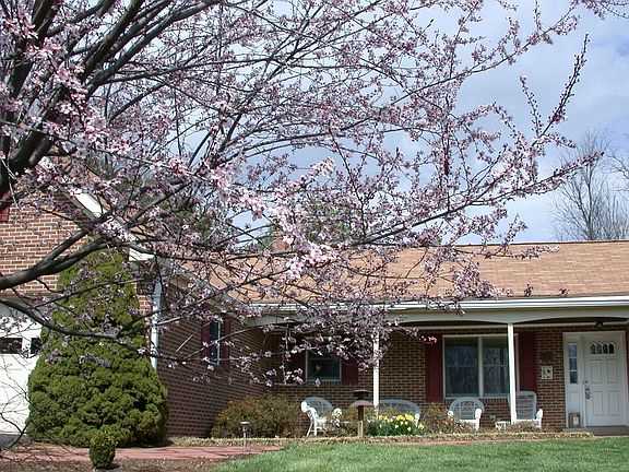 More Blossoms-April 2008