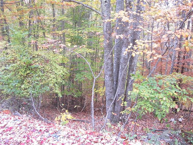 2nd image of 149 Raccoon Rd