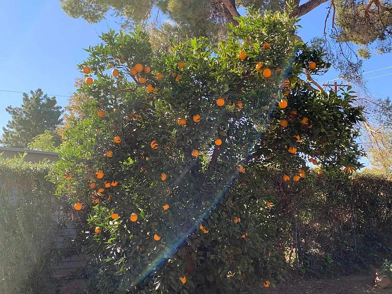Enjoy the fruit trees in the backyard (oranges, grapefruits, figs)