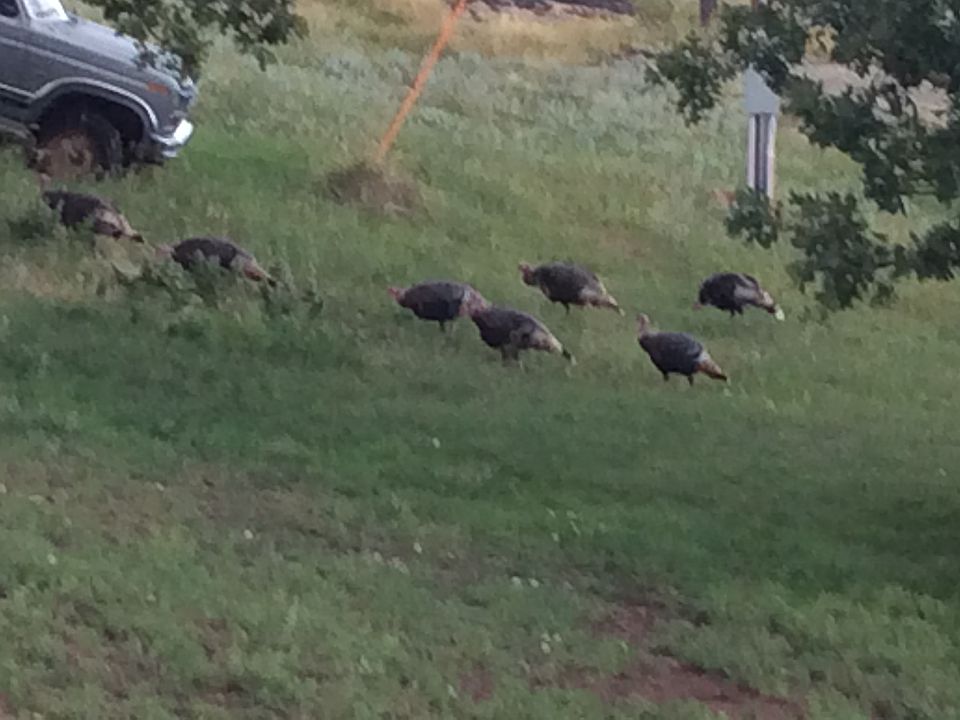 Turkeys