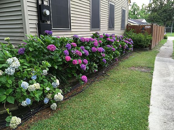 Hydrangeas on street side