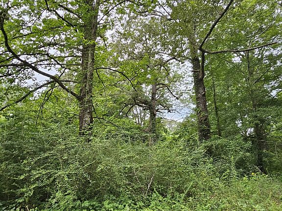 Mature shade trees