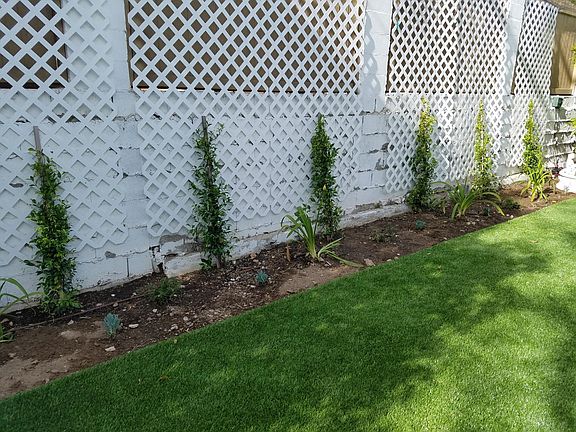 Flowering vines ready to climb the lattice.
