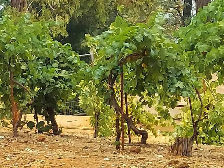 Sky Ranch Ln — Photo 17