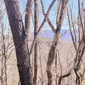 Na Pettit Ridge Rd, Ellijay, GA, 30540