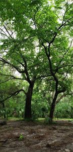 Spring Garden Ave, Deleon springs, FL, 32130