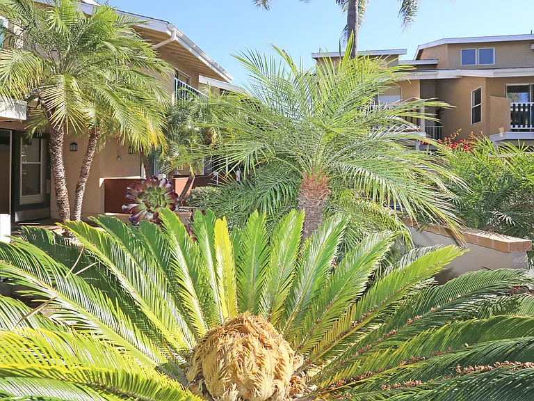 Landscape view accentuating palm trees