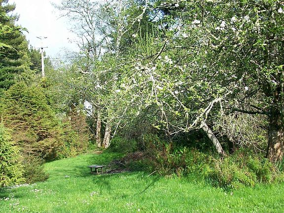 apple tree and front yard