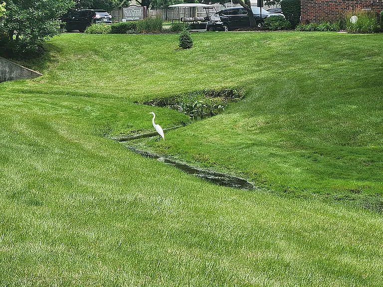 Wonderful Green Space