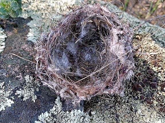 Nest found at 4910 Hawaina 