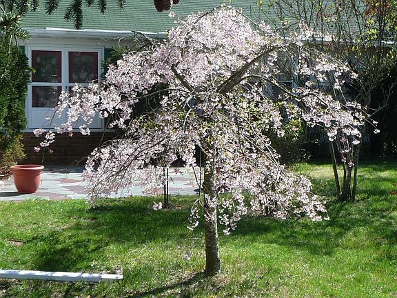 Weeping Cherry