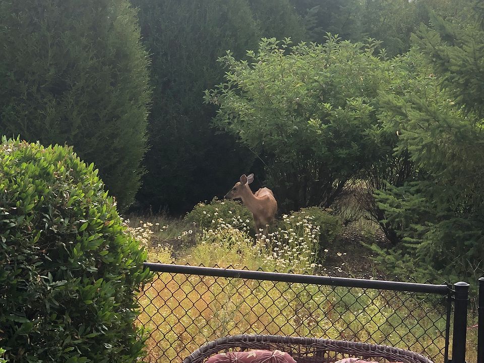 Wild life in back park