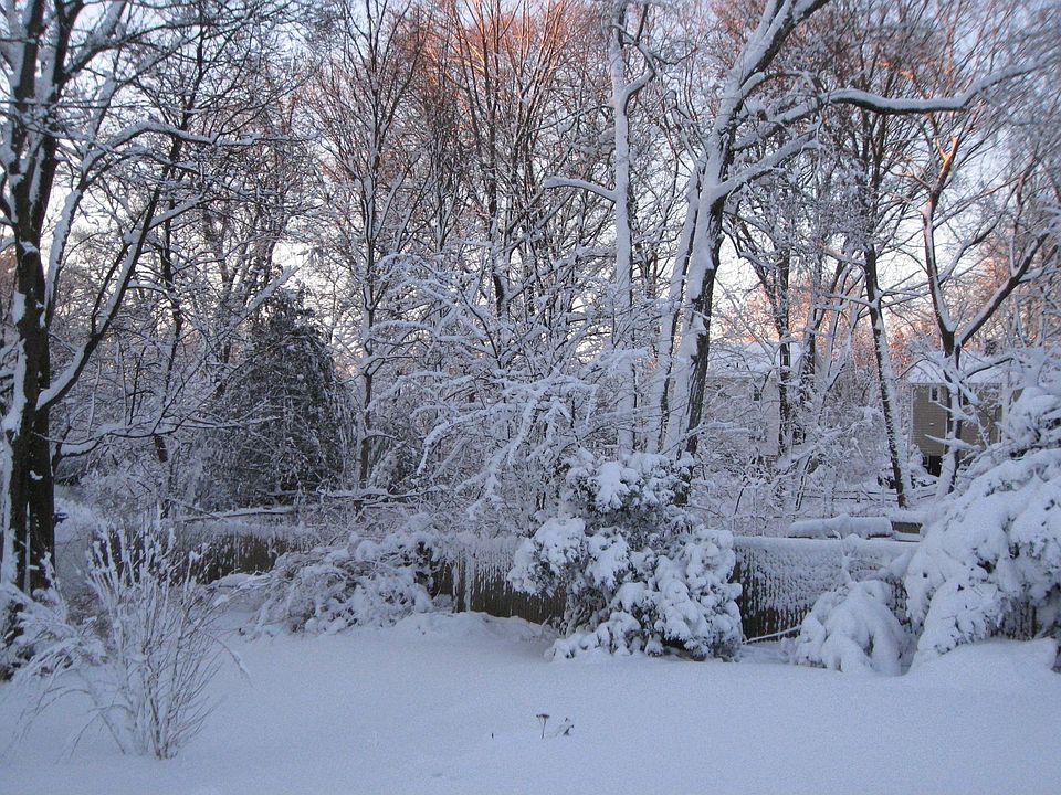 Looking South at our Winter Wonderland Forest ~Jan. 15, 2011