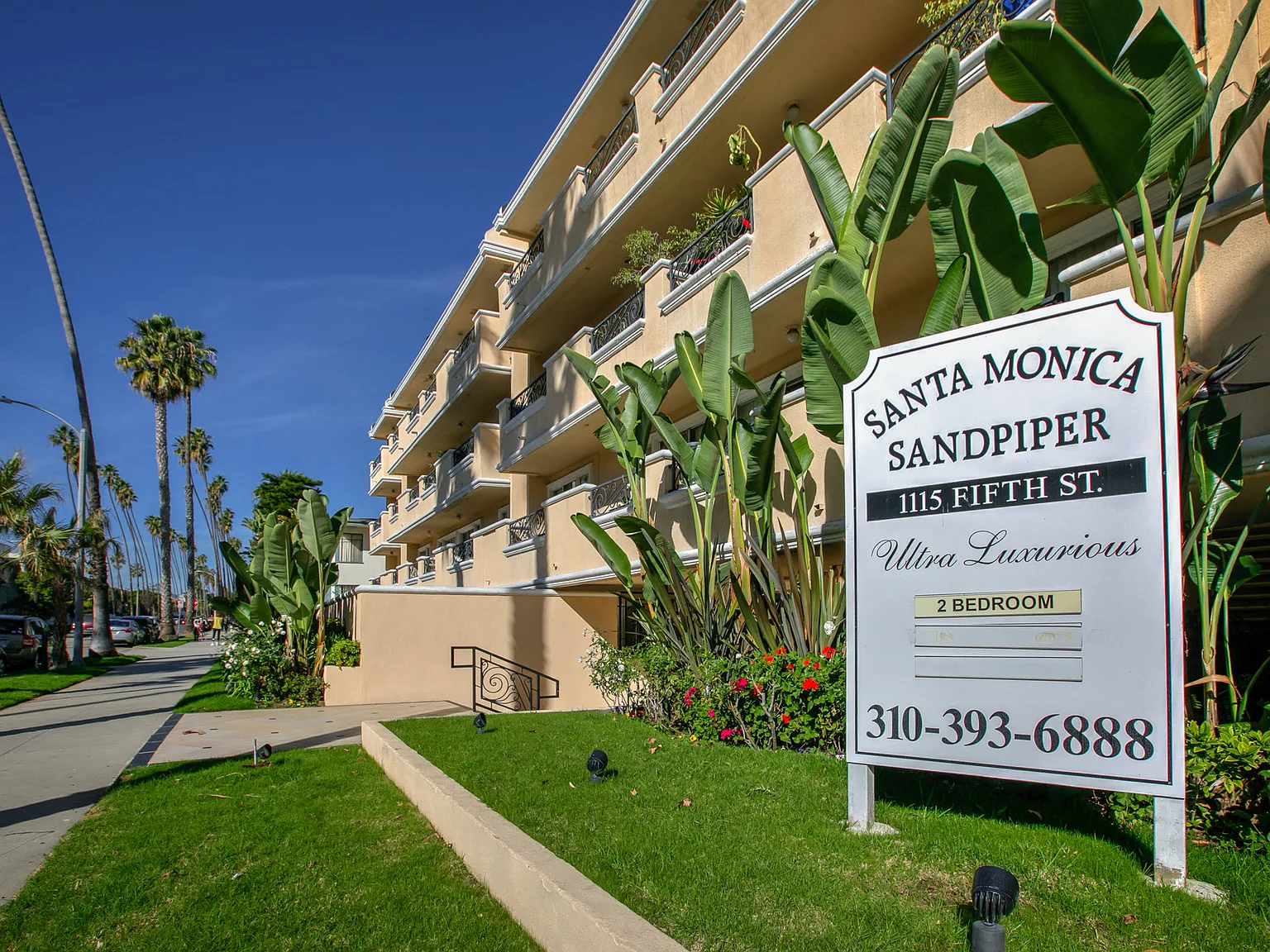 Santa Monica Sandpiper — Photo 3