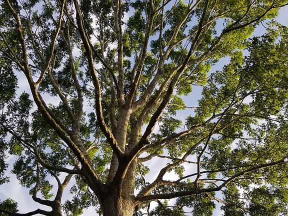 Gorgeous mature tree!