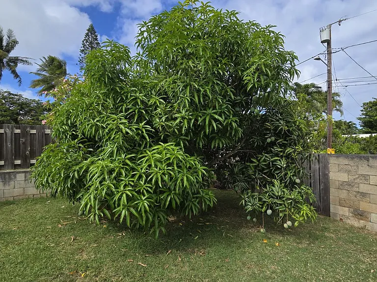 Mango tree