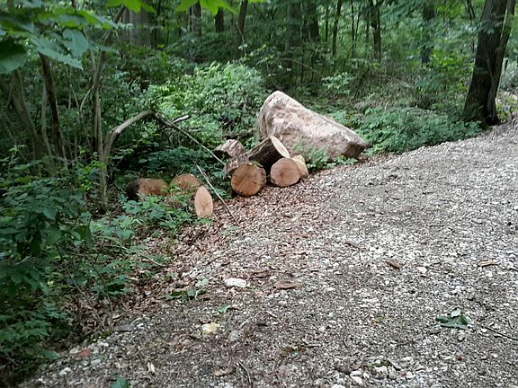 abundant trees for firewood