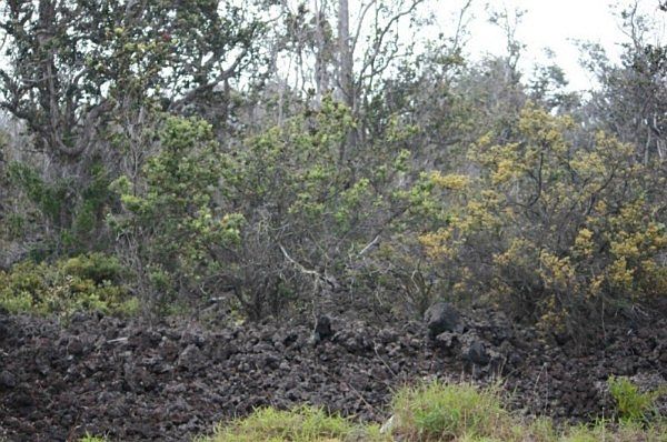 1st image of 92-9290 Paradise Pkwy Lot 11