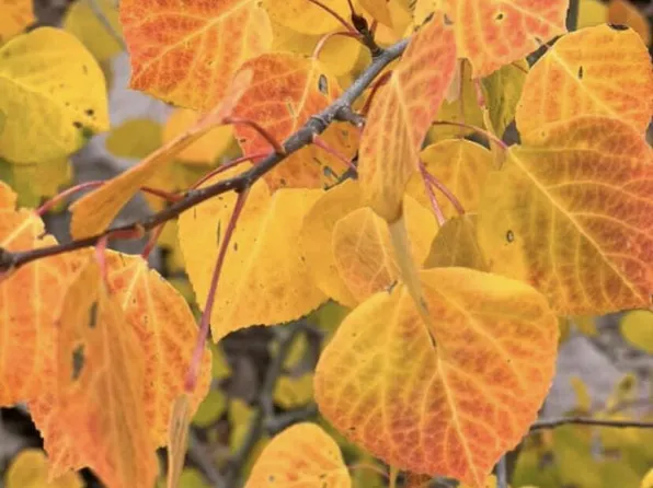 47 W Village Cir, Beaver, UT 84713