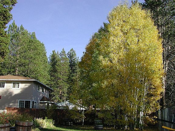 backyard aspens in fall