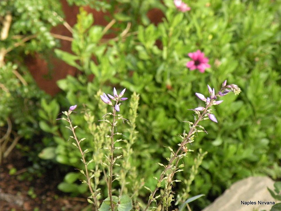 Garden professionally maintained.