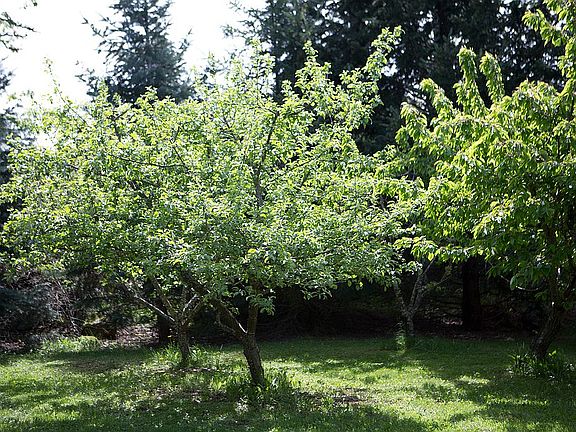 Cherry, Apple, Plum Orchard