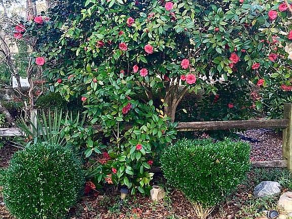 Many flowering trees/shrubs